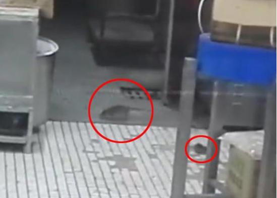 上海南京東路沈大成餐廳老鼠出沒，市場監(jiān)管局：3月剛滅鼠