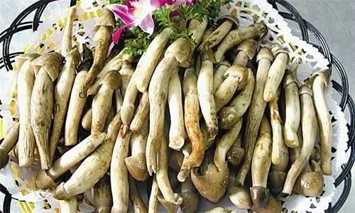 荔枝菌，可遇不可求的“嶺南菌王”|餐飲界