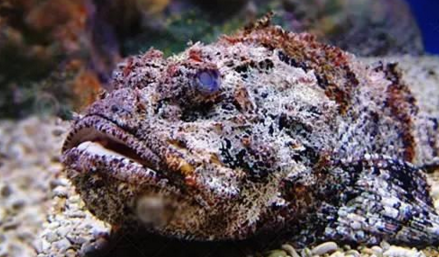 知識(shí)庫(kù)｜如何處理、烹飪世界最毒的海魚(yú)？