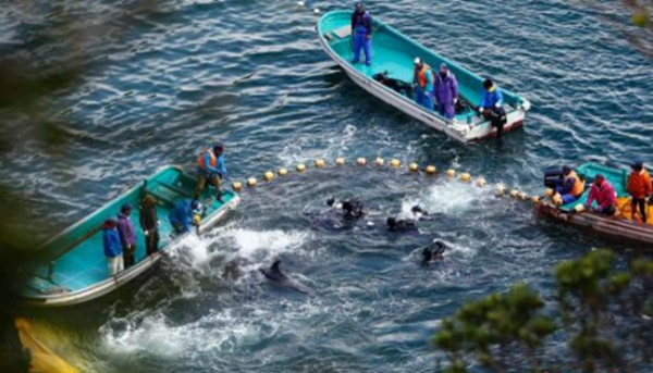 日本遇“魚荒”向中國“甩鍋” 我們不同意！|餐飲界