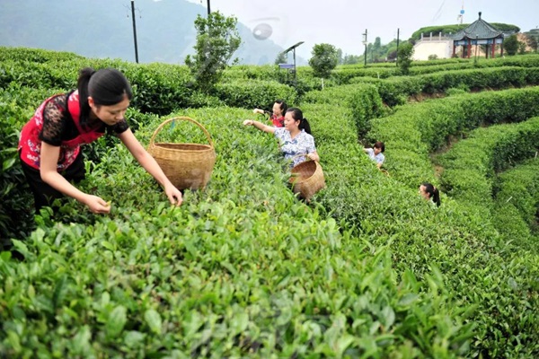 比肩星巴克？新中式茶飲的下半場(chǎng)得好好抓抓供應(yīng)鏈管理這門課了