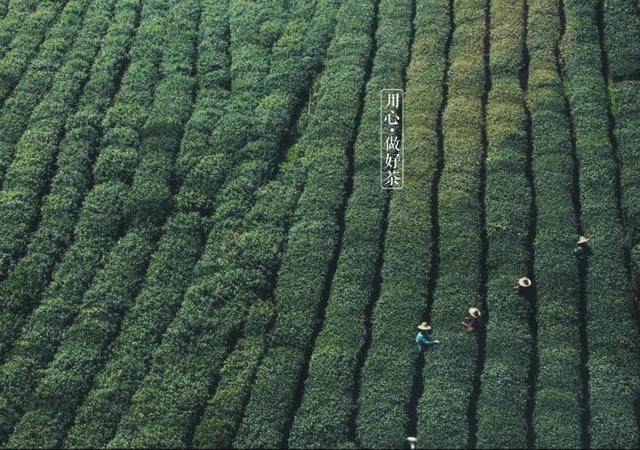 如何掘金500億新茶飲市場(chǎng)，打造一杯有故事的黑龍茶？