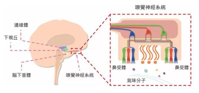 讓消費(fèi)者欲罷不能的氣味營銷，餐飲人該如何實(shí)現(xiàn)？ | 餐見