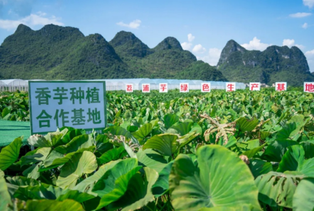 在檳榔芋優(yōu)質(zhì)產(chǎn)區(qū)共建種植基地，喜茶持續(xù)推動(dòng)新茶飲供應(yīng)鏈專(zhuān)業(yè)化發(fā)展|餐飲界