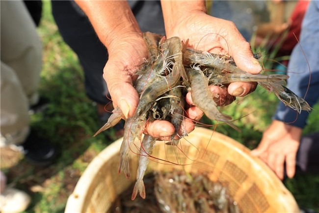 布局產(chǎn)業(yè)生態(tài) 鍋圈“單廠單品”模式助北海蝦滑實(shí)力出圈|餐飲界