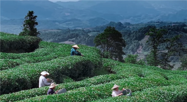 奢配180斤茉莉花，檸季讓香氣沉浸至最后一口